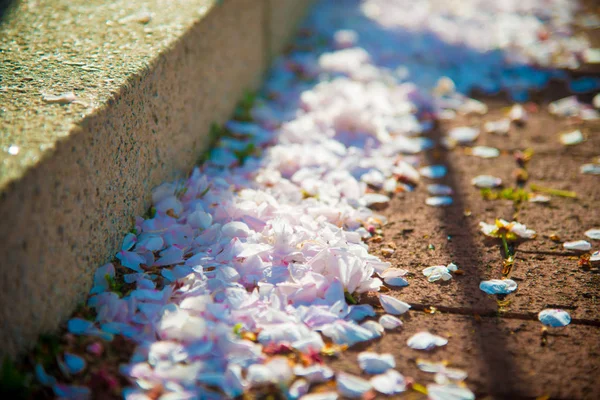 Kersenbloesem Tokio Japan April Japan Zeer Populair Sakura Cherry Blossom — Stockfoto