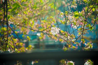 Tokyo, Japonya kiraz çiçeği. Nisan ayında Japonya Sakura Cherry Blossom hakkında çok popüler.