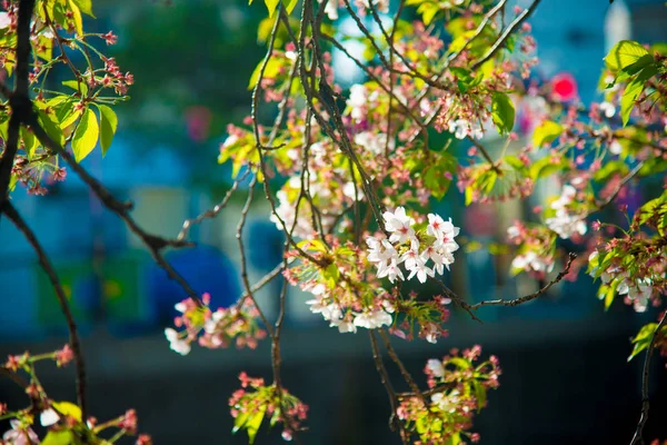 Kwiat Wiśni Tokio Japonia Kwietnia Japonii Jest Bardzo Popularny Temat — Zdjęcie stockowe