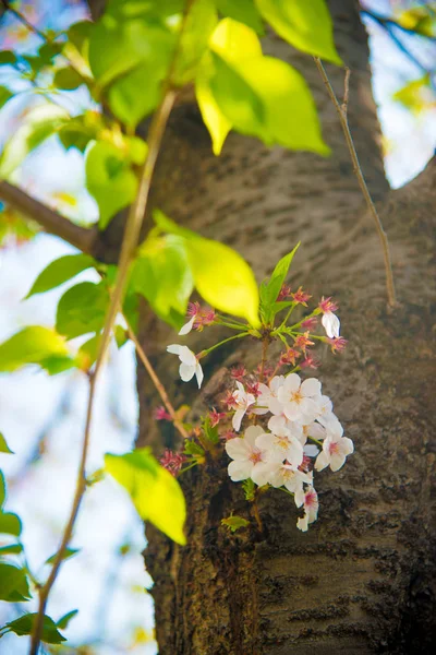 Kwiat Wiśni Tokio Japonia Kwietnia Japonii Jest Bardzo Popularny Temat — Zdjęcie stockowe