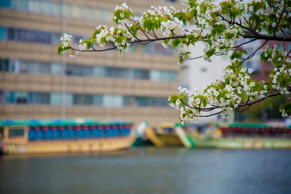 Kwiat Wiśni Tokio Japonia Kwietnia Japonii Jest Bardzo Popularny Temat — Zdjęcie stockowe