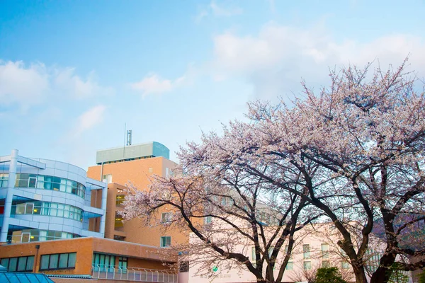 Kwiat Wiśni Nagano Japonia Kwietnia Japonii Jest Bardzo Popularny Temat — Zdjęcie stockowe