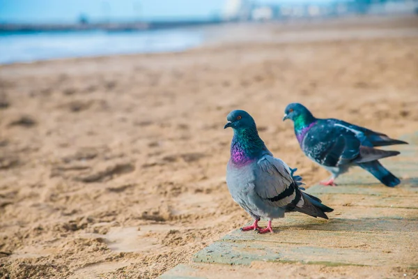 Vögel Barcelona Spanien Barcelona Ist Eine Stadt Der Ostküste Spaniens — Stockfoto