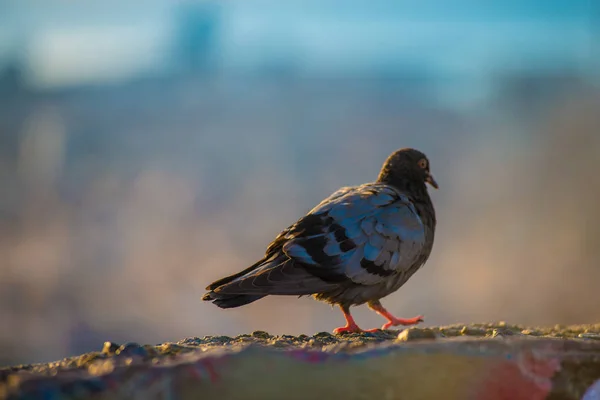 Vögel Barcelona Spanien Barcelona Ist Eine Stadt Der Ostküste Spaniens — Stockfoto