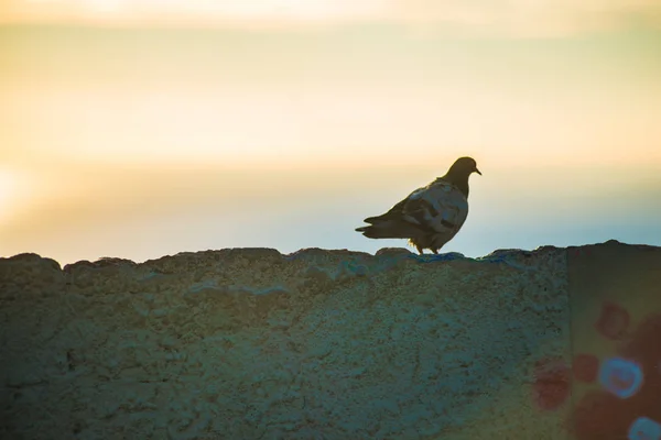 Vogels Barcelona Spanje Barcelona Een Stad Gelegen Kust Van Het — Stockfoto