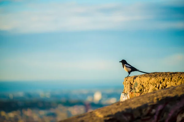 Oiseaux Barcelone Espagne Barcelone Est Une Ville Située Sur Côte — Photo