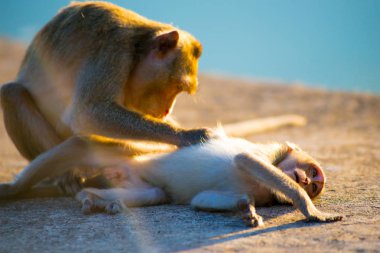 Bangkok, Tayland için maymun. Tayland bir gülümseme olan bir ülke olarak bilinir.