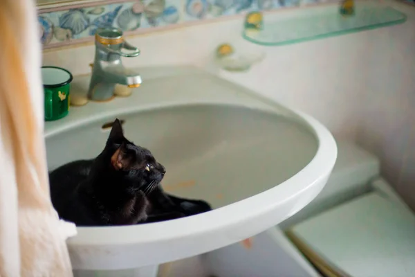Gato Negro Bangkok Tailandia Tailandia Conocida Como País Con Una — Foto de Stock