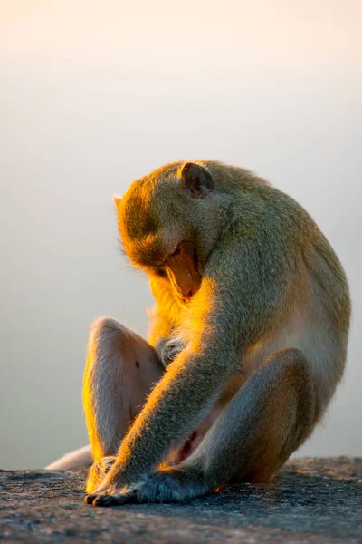 Aap Bangkok Thailand Thailand Staat Bekend Als Een Land Met — Stockfoto