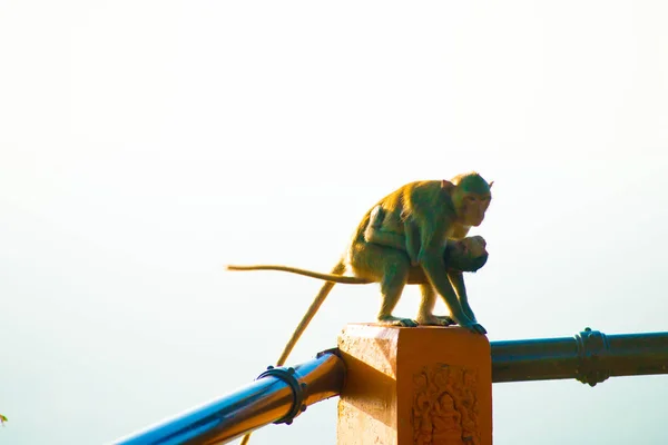 Affe Bangkok Thailand Thailand Ist Als Land Mit Einem Lächeln — Stockfoto