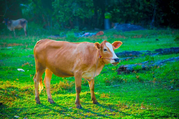 Cow in Bangkok, Thailand. Thailand is known as a country with a smile.