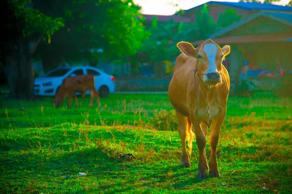 Vaca Bangkok Tailandia Tailandia Conocida Como País Con Una Sonrisa — Foto de Stock