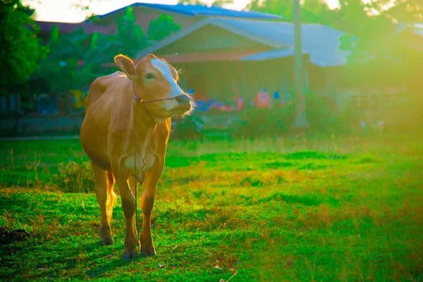 Cow in Bangkok, Thailand. Thailand is known as a country with a smile.