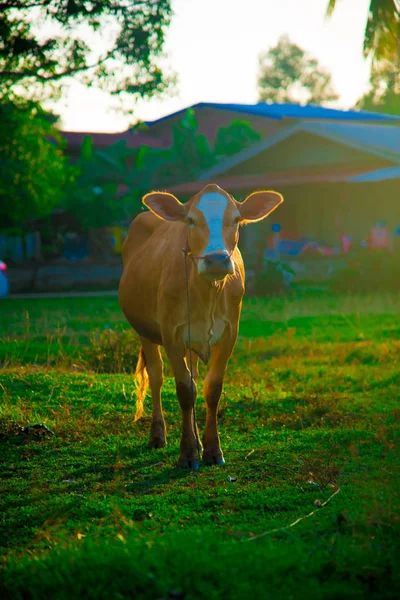 Cow in Bangkok, Thailand. Thailand is known as a country with a smile.