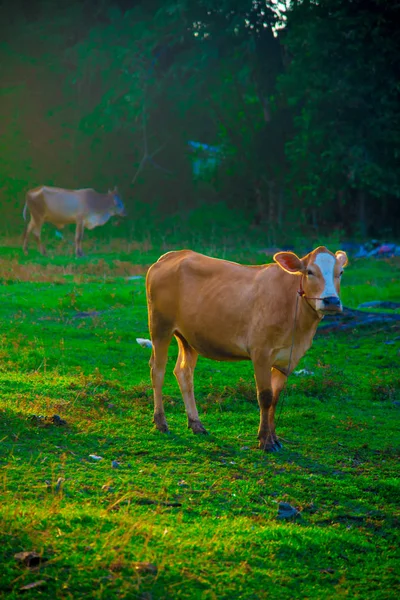 Vaca Bangkok Tailandia Tailandia Conocida Como País Con Una Sonrisa — Foto de Stock