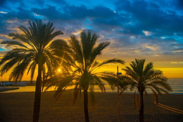 Palmeras Destino Turístico Barcelona España Barcelona Conocida Como Una Ciudad —  Fotos de Stock