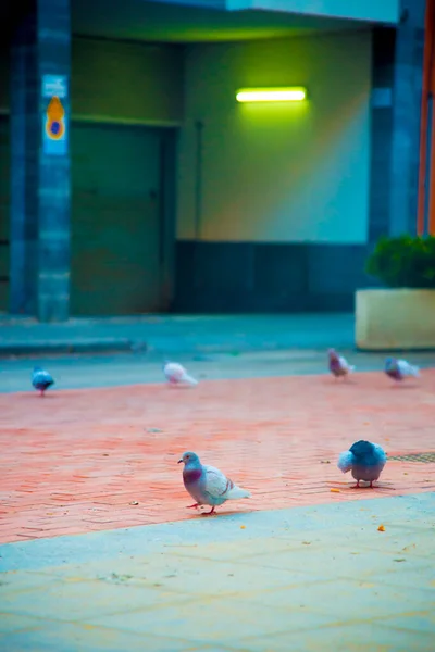 Birds Barcelona Spain Barcelona Known Artistic City Located East Coast — Stock Photo, Image