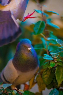 Barcelona, İspanya 'da turistlerin gittiği yerde güvercinler var. Barcelona, İspanya 'nın doğu kıyısında yer alan bir Artistik şehir olarak bilinir.