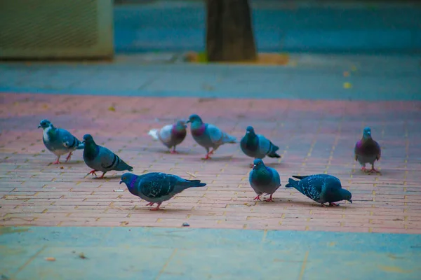 스페인 바르셀로나의 관광객들의 목적지에 비둘기들 바르셀로나는 스페인 해안에 도시로 알려져 — 스톡 사진