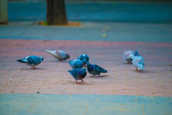 Barcelona Spanya Turistlerin Gittiği Yerde Güvercinler Var Barcelona Spanya Nın — Stok fotoğraf