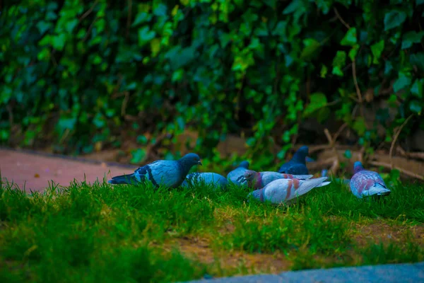 Pigeons Dans Destination Touristes Barcelone Espagne Barcelone Est Connue Comme — Photo