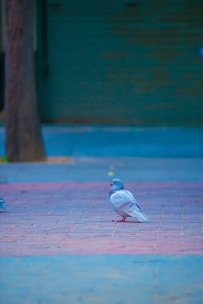 Pigeons Dans Destination Touristes Barcelone Espagne Barcelone Est Connue Comme — Photo