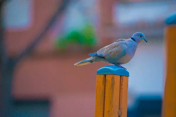 Pigeon Tourists Destination Barcelona Spain Barcelona Known Artistic City Located — Stock Photo, Image