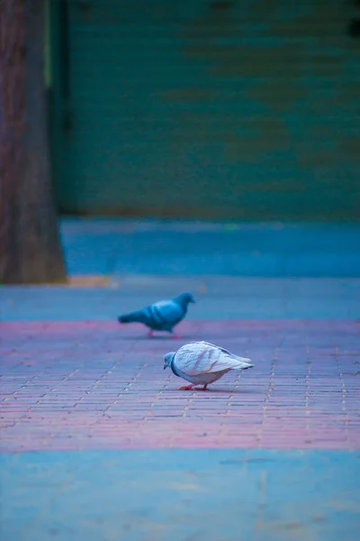 Palomas Destino Turístico Barcelona España Barcelona Conocida Como Una Ciudad —  Fotos de Stock