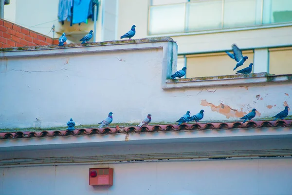 Pigeons Tourists Destination Barcelona Spain Barcelona Known Artistic City Located — Stock Photo, Image