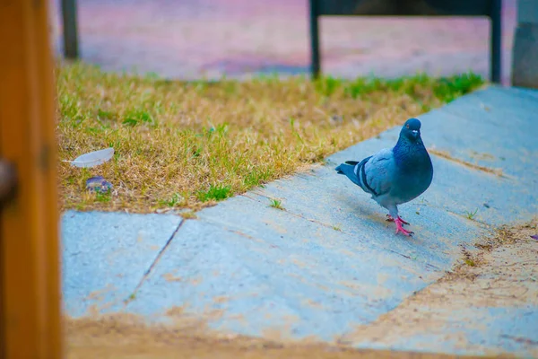 Pigeon Dans Destination Touristes Barcelone Espagne Barcelone Est Connue Comme — Photo