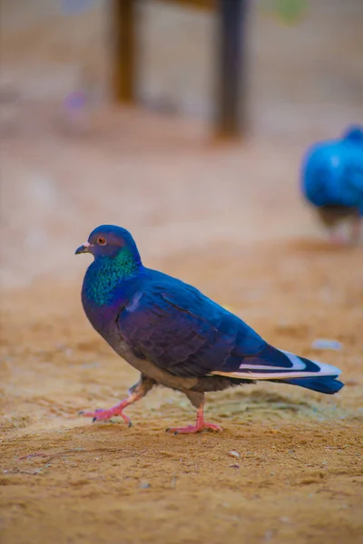 Pigeon Tourists Destination Barcelona Spain Barcelona Known Artistic City Located — Stock Photo, Image