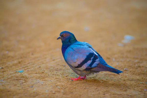 Pigeon Dans Destination Touristes Barcelone Espagne Barcelone Est Connue Comme — Photo