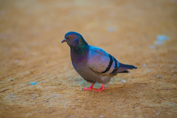 Pigeon Tourists Destination Barcelona Spain Barcelona Known Artistic City Located — Stock Photo, Image