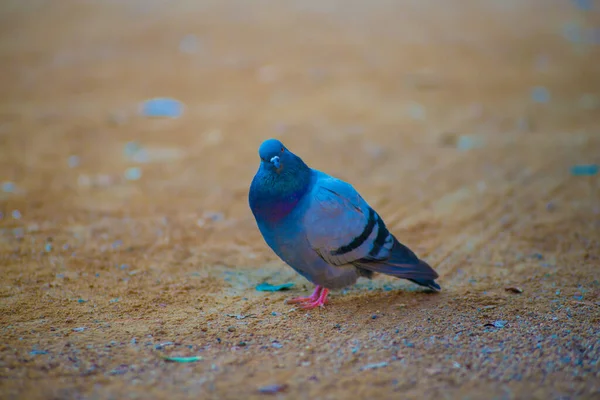 Pombo Destino Turistas Barcelona Espanha Barcelona Conhecida Como Uma Cidade — Fotografia de Stock