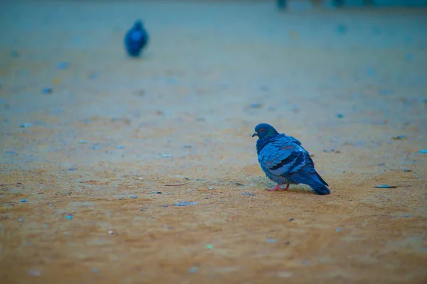 Palomas Destino Turístico Barcelona España Barcelona Conocida Como Una Ciudad —  Fotos de Stock