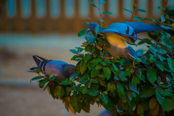 Barcelona Spanya Turistlerin Gittiği Yerde Güvercinler Var Barcelona Spanya Nın — Stok fotoğraf