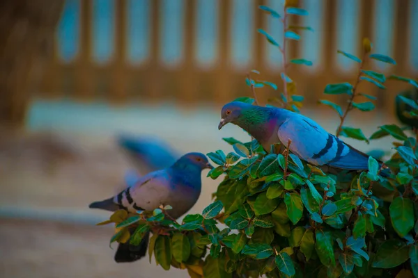 Pigeons Tourists Destination Barcelona Spain Barcelona Known Artistic City Located — Stock Photo, Image