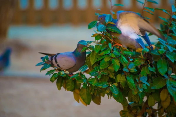 스페인 바르셀로나의 관광객들의 목적지에 비둘기들 바르셀로나는 스페인 해안에 도시로 알려져 — 스톡 사진