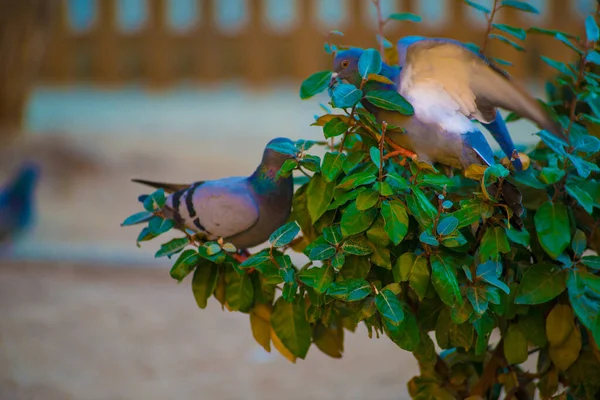 Palomas Destino Turístico Barcelona España Barcelona Conocida Como Una Ciudad —  Fotos de Stock