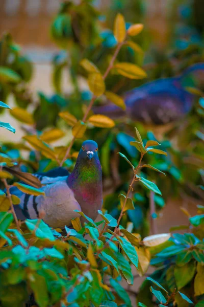 Pigeons Dans Destination Touristes Barcelone Espagne Barcelone Est Connue Comme — Photo