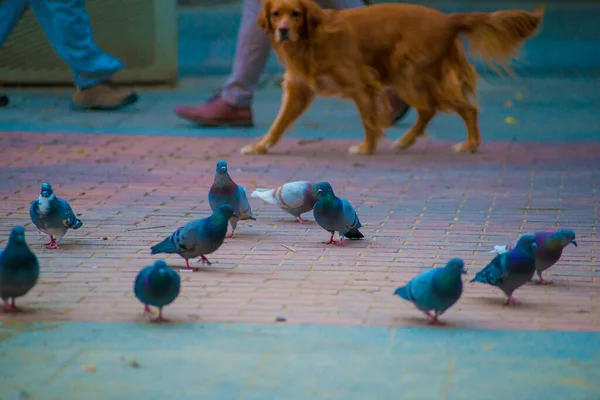 스페인 바르셀로나의 관광객들의 목적지에 비둘기들 바르셀로나는 스페인 해안에 도시로 알려져 스톡 이미지