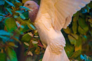 Barcelona, İspanya 'da turistlerin gittiği yerde güvercin var. Barcelona, İspanya 'nın doğu kıyısında yer alan bir Artistik şehir olarak bilinir.