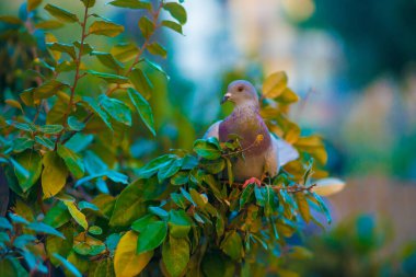 Barcelona, İspanya 'da turistlerin gittiği yerde güvercin var. Barcelona, İspanya 'nın doğu kıyısında yer alan bir Artistik şehir olarak bilinir.