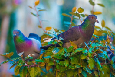 Barcelona, İspanya 'da turistlerin gittiği yerde güvercinler var. Barcelona, İspanya 'nın doğu kıyısında yer alan bir Artistik şehir olarak bilinir.
