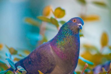 Barcelona, İspanya 'da turistlerin gittiği yerde güvercin var. Barcelona, İspanya 'nın doğu kıyısında yer alan bir Artistik şehir olarak bilinir.