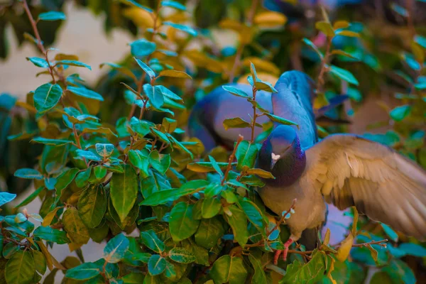 Pigeons Tourists Destination Barcelona Spain Barcelona Known Artistic City Located — Stock Photo, Image