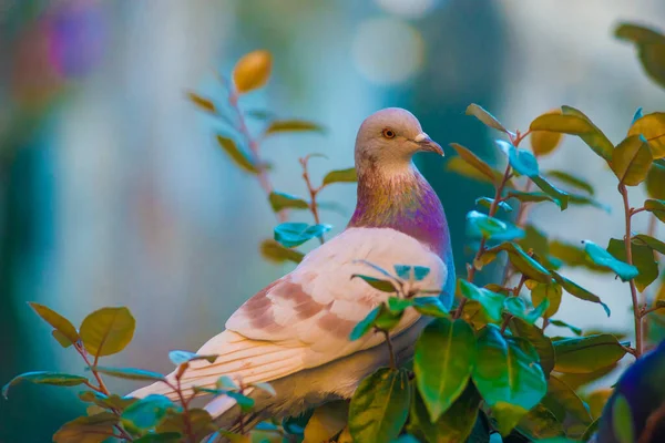 Barcelona, İspanya 'da turistlerin gittiği yerde güvercin var. Barcelona, İspanya 'nın doğu kıyısında yer alan bir Artistik şehir olarak bilinir.