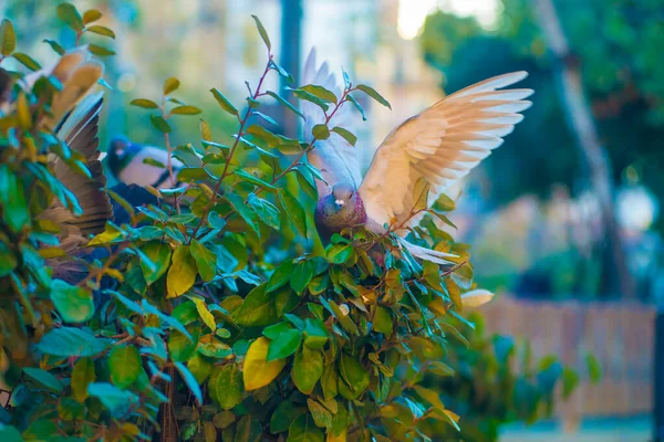 Palomas Destino Turístico Barcelona España Barcelona Conocida Como Una Ciudad —  Fotos de Stock