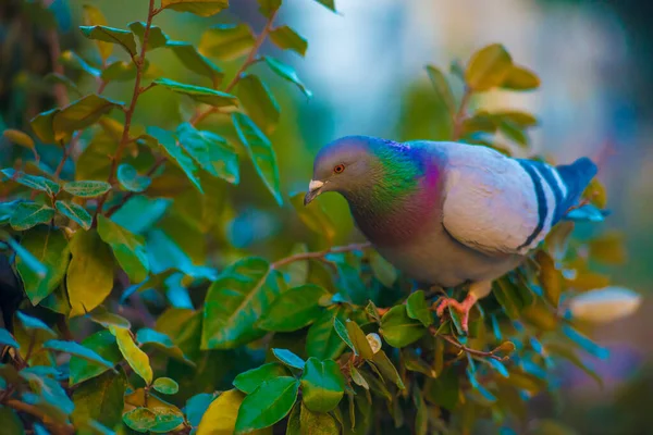 Barcelona, İspanya 'da turistlerin gittiği yerde güvercin var. Barcelona, İspanya 'nın doğu kıyısında yer alan bir Artistik şehir olarak bilinir.