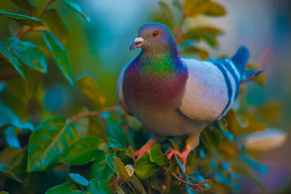 Pigeon Tourists Destination Barcelona Spain Barcelona Known Artistic City Located — Stock Photo, Image